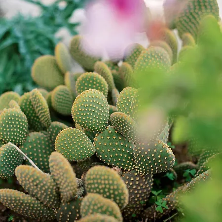 Olympia's Cozy Apartamento *