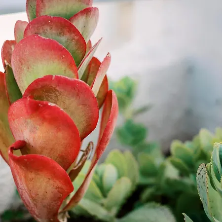 Appartement Olympia's Cozy