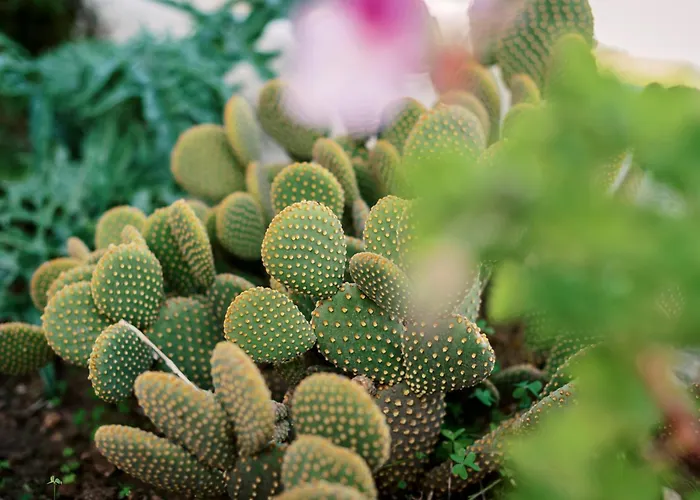 Olympia's Cozy Apartament *