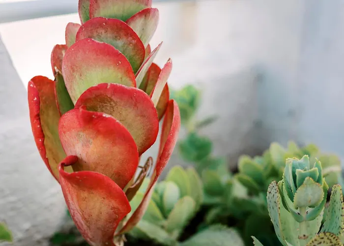 Apartament Olympia's Cozy